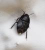 Geotomus sp.